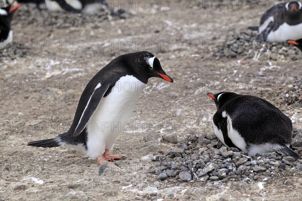 Gentoo Penguins (Pygoscelis papua)