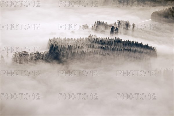 Hill with fir trees and spruce trees