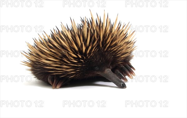 Short-beaked Echidna (Tachyglossus aculeatus)