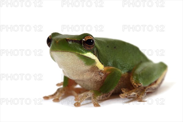 Eastern Dwarf Tree Frog (Litoria fallax)