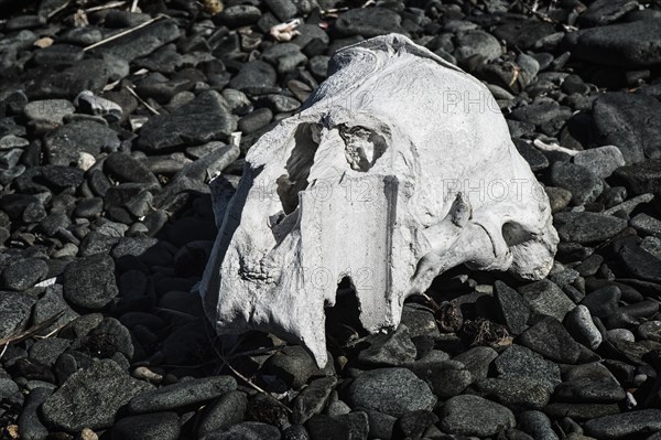 Walrus skull