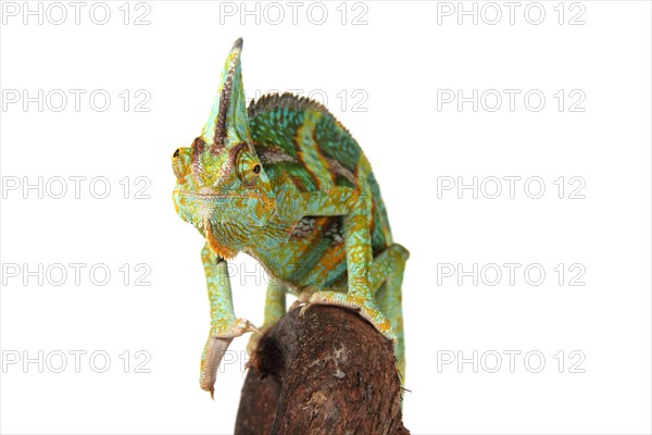 Veiled Chameleon of Yemen Chameleon (Chamaeleo calyptratus)