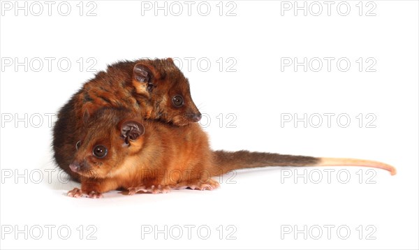 Common Ringtail Possums (Pseudocheirus peregrinus)