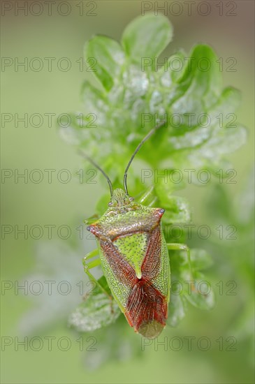 Hawthorn Shield Bug (Acanthosoma haemorrhoidale)