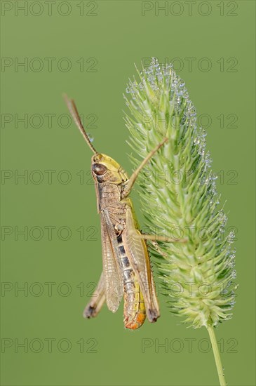 Meadow Grashopper (Chorthippus parallelus)