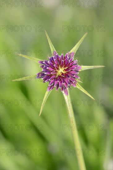 Purple Salsify or Goatsbeard (Tragopogon porrifolius)