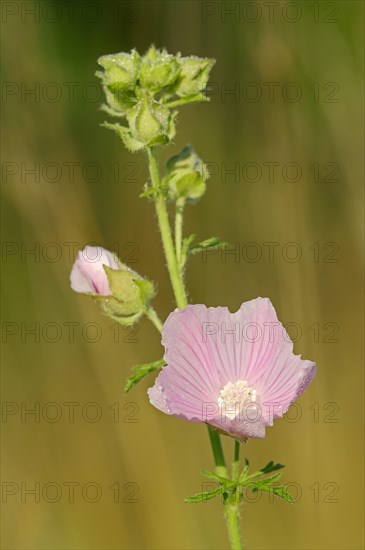 Vervain Mallow (Malva alcea)