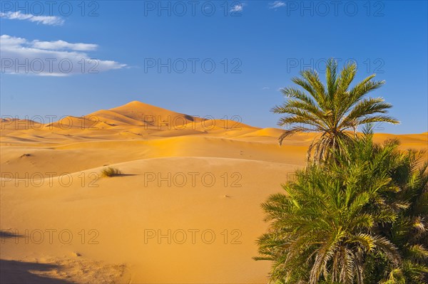 Date Palms (Phoenix) and sand dunes