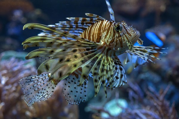 Red Lionfish (Pterois volitans) in the aquarium of Nuremberg Zoo