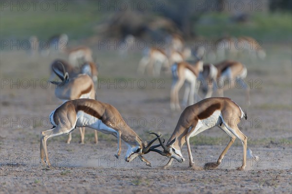 Male Springboks (Antidorcas marsupialis) fighting for dominance and social rank in the herd