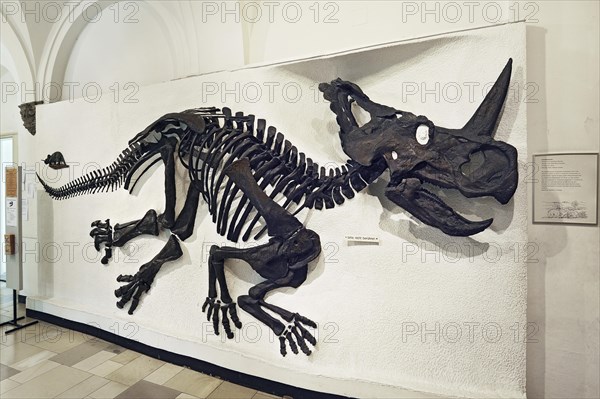 Monoclonius Dinosaur (Monoclonius nasicornus)