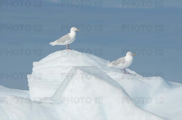 Glaucous Gulls (Larus hyperboreus) on ice
