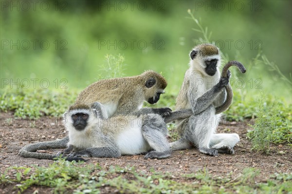 Vervet monkey (Chlorocebus)