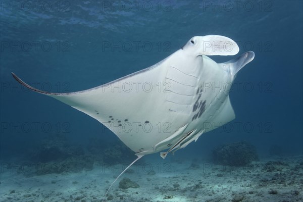 Reef Manta Ray (Manta alfredi) and Live Sharksuckers (Echeneis naucrates)