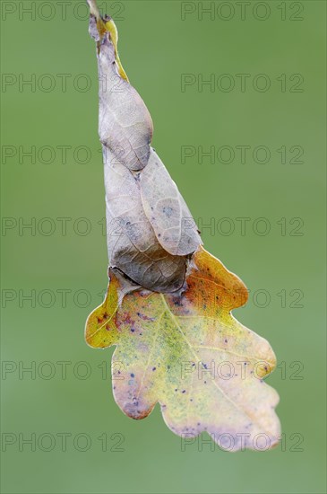 Green Oak Leaf Roller (Tortrix viridana)
