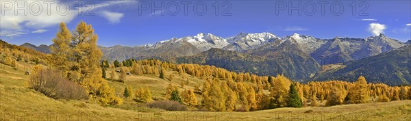 Larch forest (Larix) in autumn