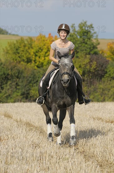 Rider on a Connemara pony galloping on a stubble field