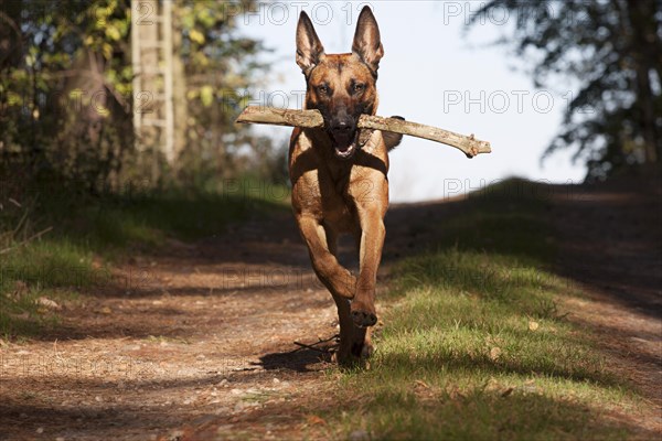 Malinois retrieveing a stick