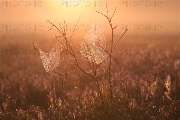 An orb-weaver spider web in heath at sunrise