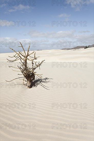 Dead tree in the sand dunes of the desert Deserto Viana