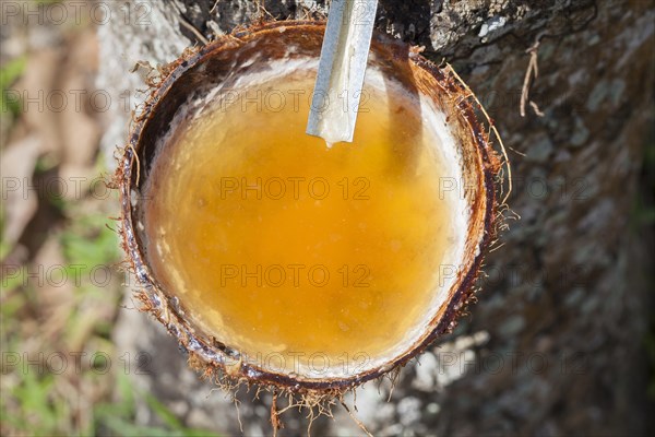 Latex sap dripping out of a cut tree in a rubber plantation