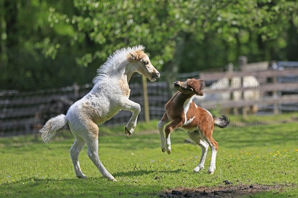 Playing foals