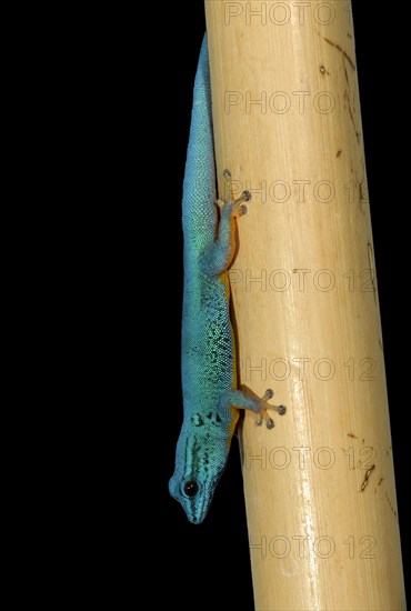 Turquoise Dwarf Gecko or William's Dwarf Gecko (Lygodactylus williamsi)