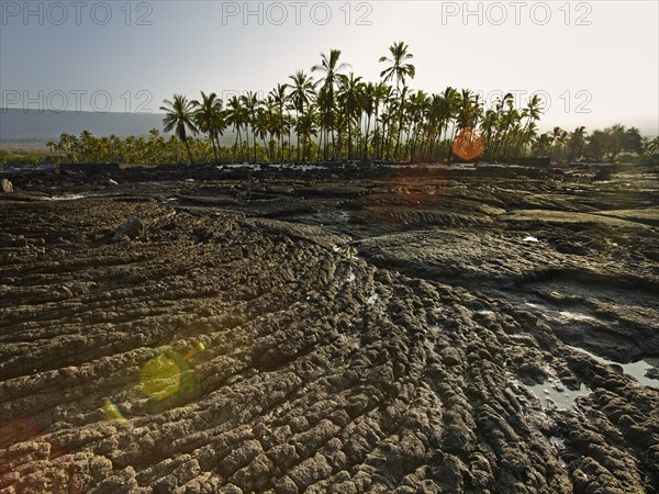 Frozen lava flow with palm trees on the coast of Puuhonua o Honaunau