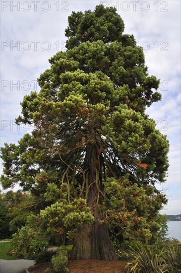 Dawn Redwood (Metasequoia glyptostroboides)