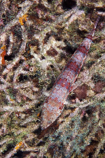 Variegated Lizardfish or Common LIzardfish (Synod variegatus)