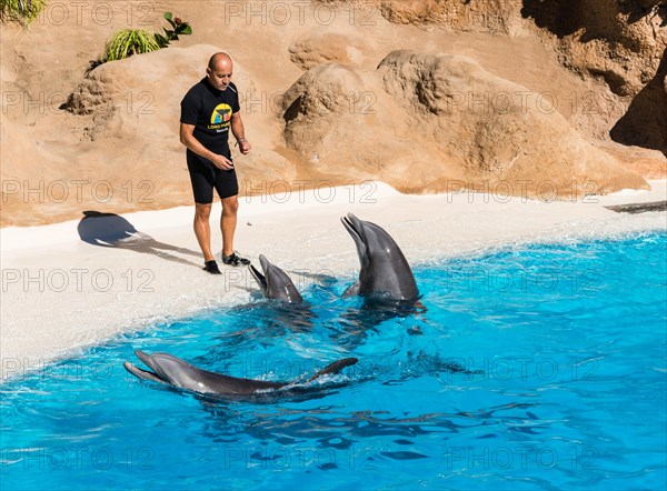 Dolphin Show