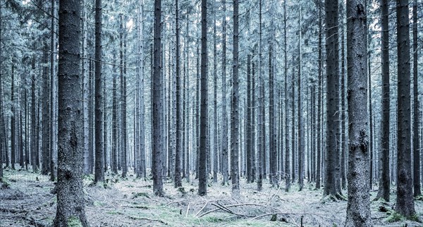 Trees in the Thuringian Forest