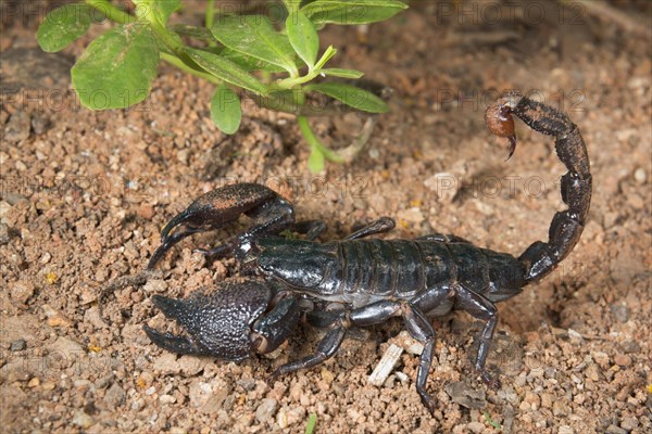 Emperor Scorpion (Pandinus imperator)