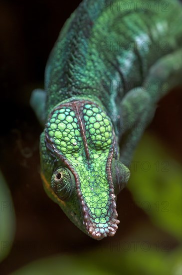 Panther Chameleon (Furcifer pardalis)