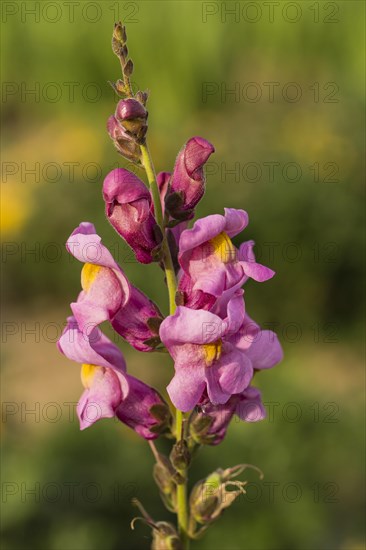 Garden Snapdragon or Common Snapdragon (Antirrhinum majus)