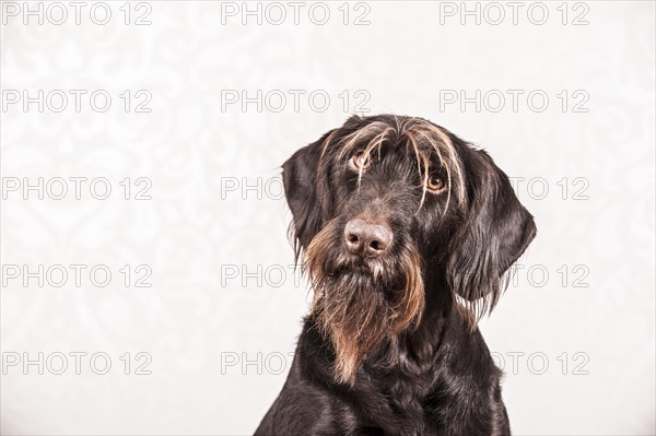 German Wirehaired Pointer