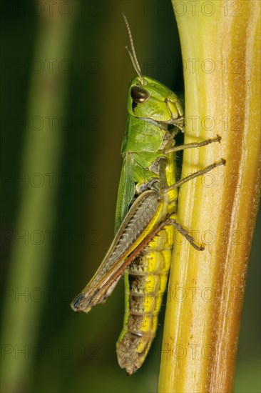 Meadow Grasshopper (Chorthippus parallelus)