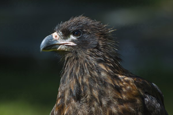 Striated Caracara or Johnny Rook (Phalcoboenus australis)