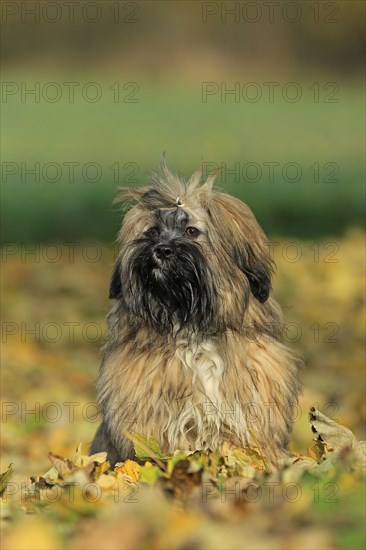 Lhasa Apso sitting in foliage