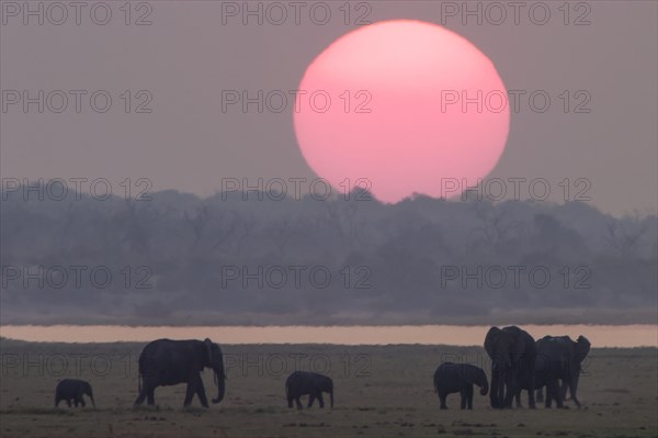 African Bush Elephants (Loxodonta africana)