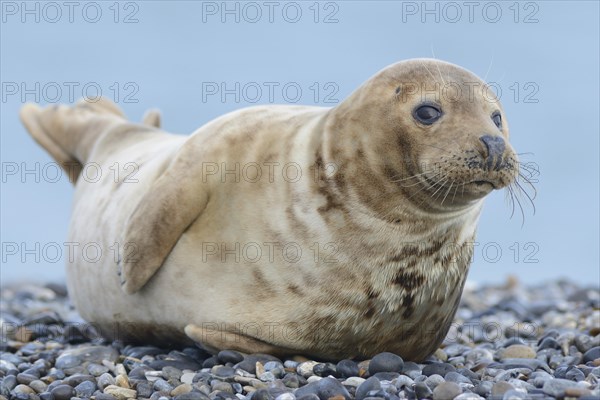 Grey Seal (Halichoerus grypus)