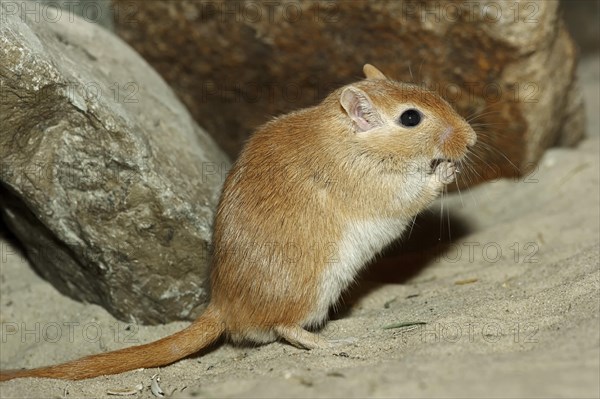 Mongolian Gerbil or Mongolian Jird (Meriones unguiculatus)