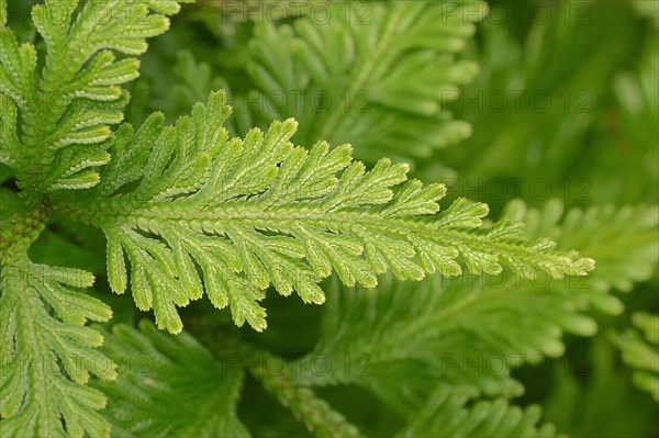 Spikemoss (Selaginella sp)