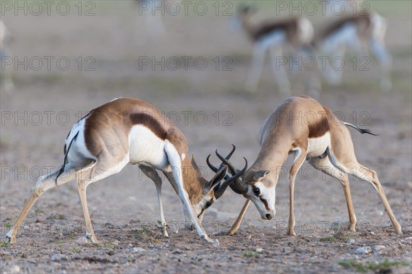 Male Springboks (Antidorcas marsupialis) fighting for dominance and social rank in the herd