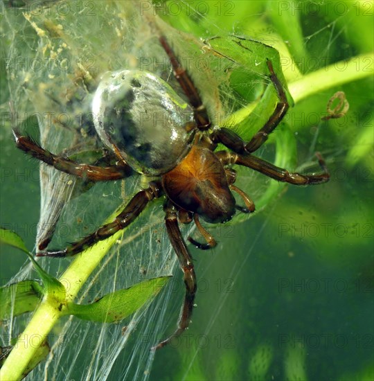 Water Spider or Diving Bell Spider (Argyroneta aquatica)