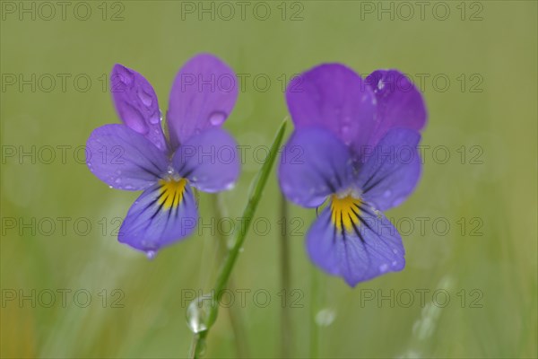 Heartsease or Wild Pansy (Viola tricolor)