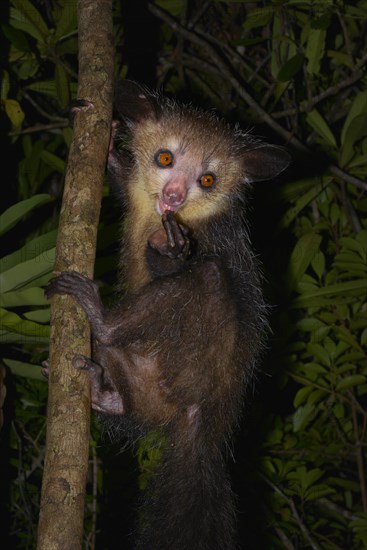 Aye-aye (Daubentonia madagascariensis)