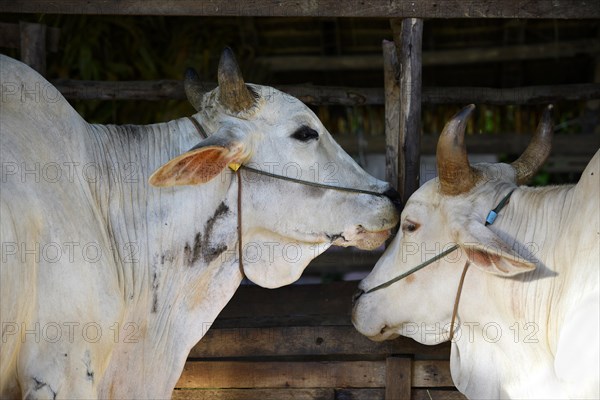 Two Zebu Cattle (Bos primigenius indicus)