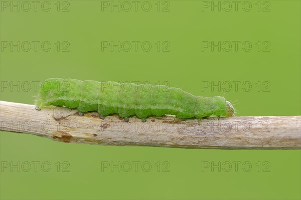 Caterpillar