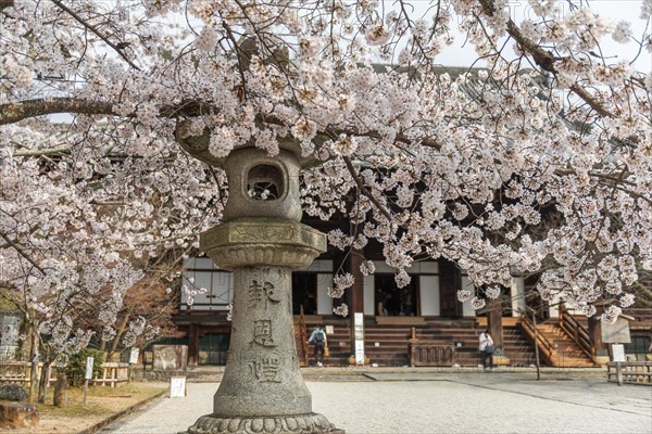 Lantern between cherry blossoms at Shinnyo-do Temple